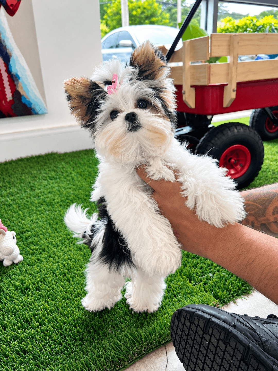Two freshly groomed poodles at PetSpa Miami