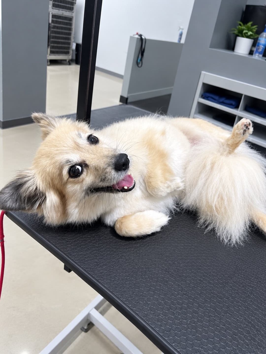 PetSpa Miami groomer with a relaxed pet