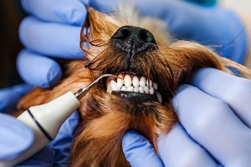 Healthy, happy dog after dental cleaning at PetSpa Miami