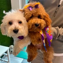 Pet at PetSpa Miami Doral