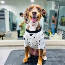 Pet at PetSpa Miami Doral