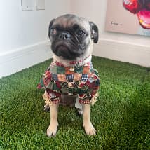 Pet at PetSpa Miami Doral