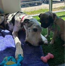 Pet at PetSpa Miami Doral