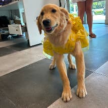 Pet at PetSpa Miami Doral