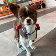 Pet at PetSpa Miami Doral