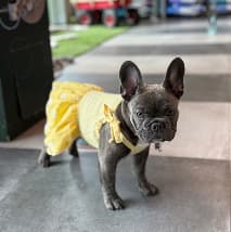 Pet at PetSpa Miami Doral
