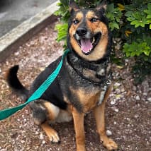 Pet at PetSpa Miami Doral
