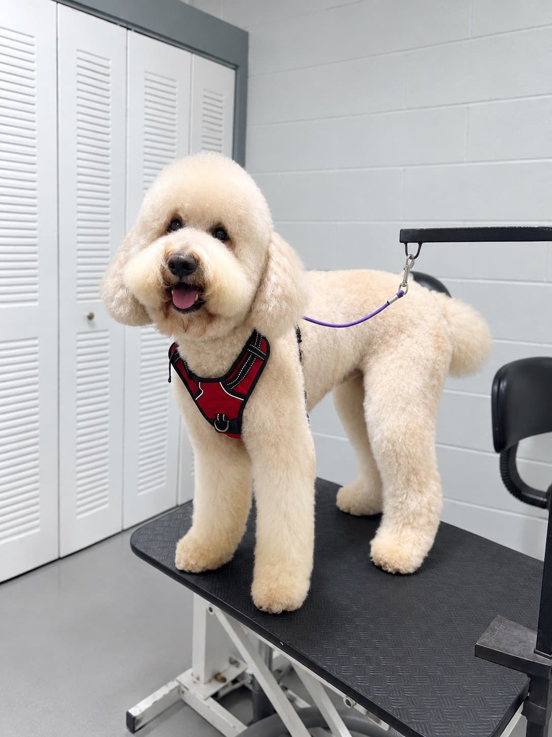 Freshly bathed doodle in a red harness