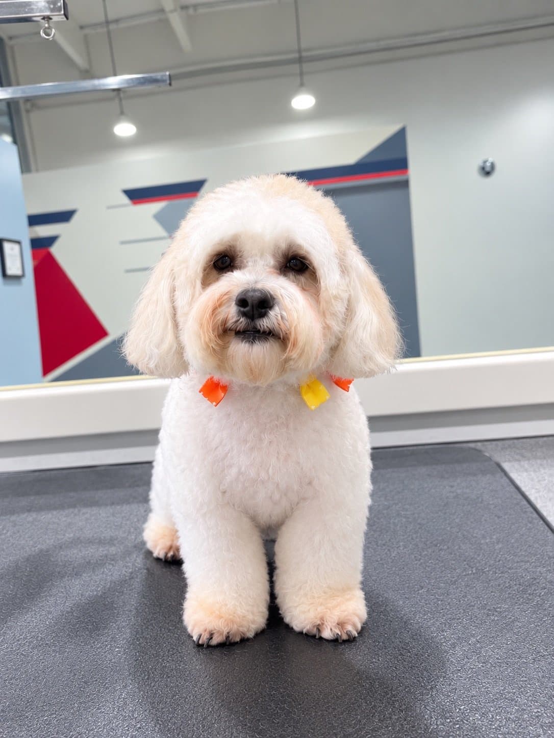 Groomed pup with a colorful bow