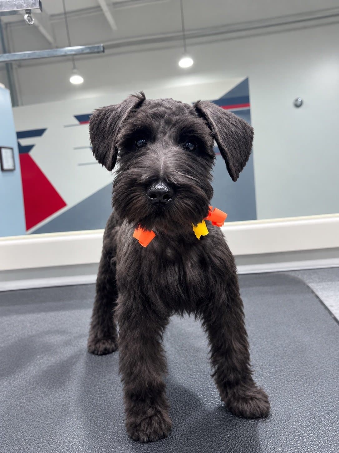 Groomed schnauzer puppy