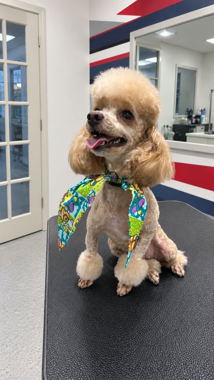 Toy poodle with a fresh groom and bandana