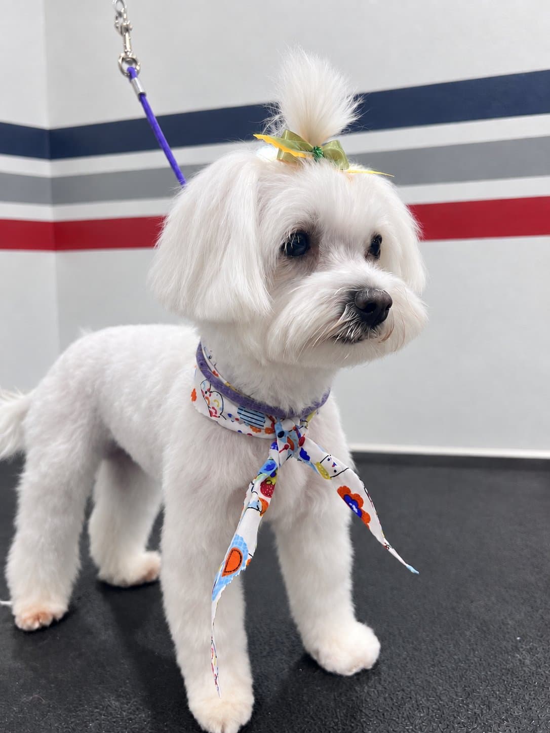 Maltese with a top-knot bow after grooming