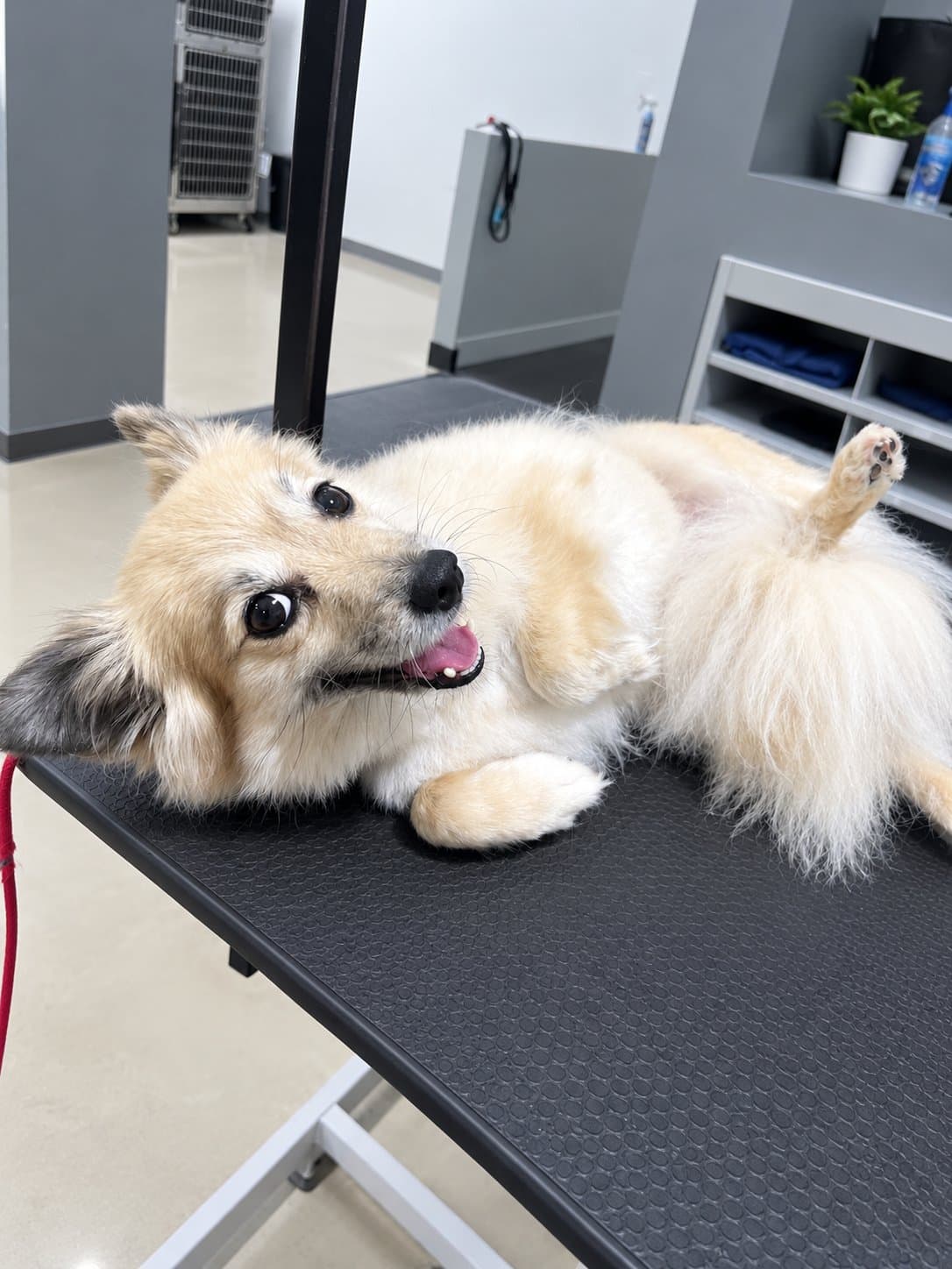 Playful pup on the grooming table