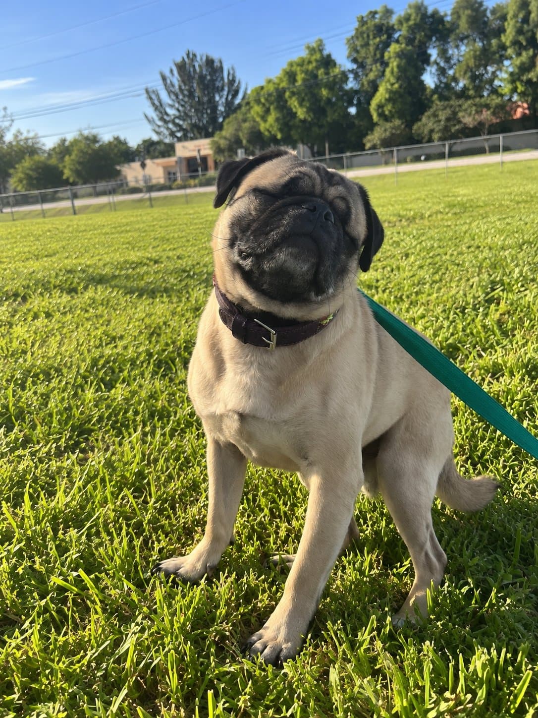 Pug enjoying outdoor play time