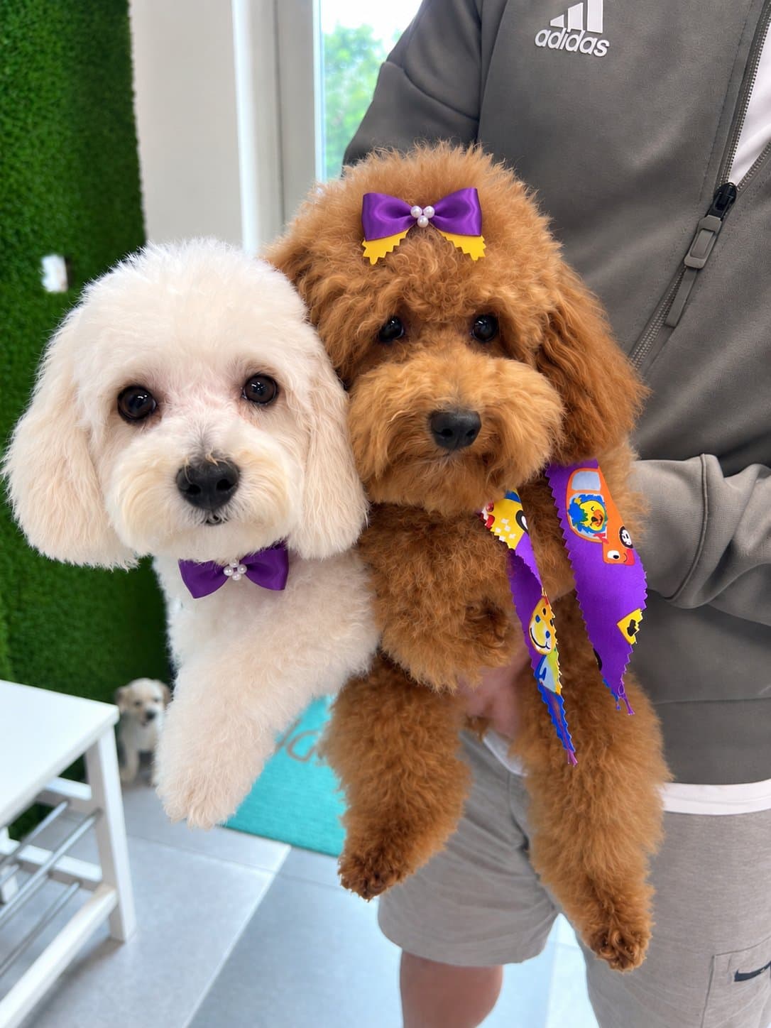 Freshly groomed poodle duo at PetSpa Miami