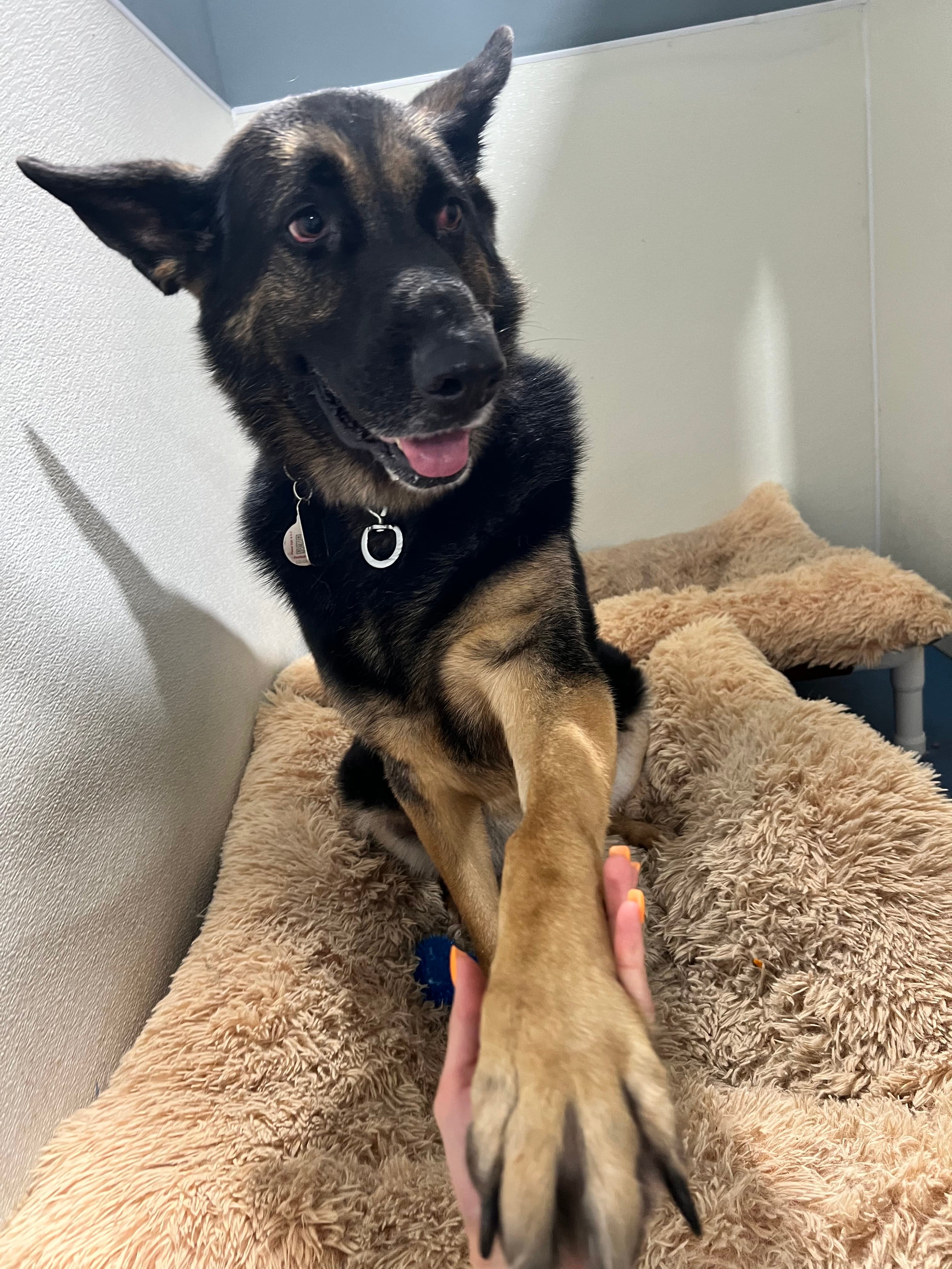 Large Suite at PetSpa Miami pet hotel