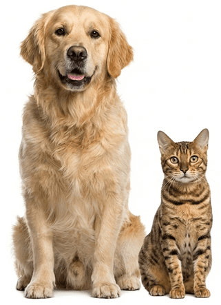 Golden retriever and cat at PetSpa Miami