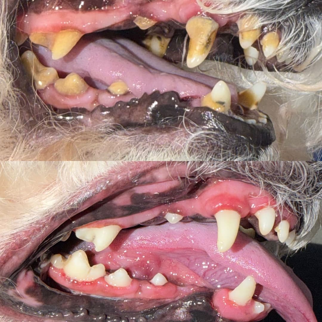 Real dog dental cleaning result at PetSpa Miami — before and after tartar removal